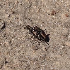 Neocicindela latecincta