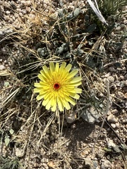 Malacothrix glabrata