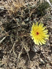 Malacothrix glabrata