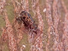 Scopodes