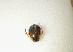 Tropisternus collaris