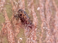 Scopodes