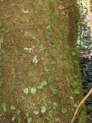 Marcgravia rectiflora