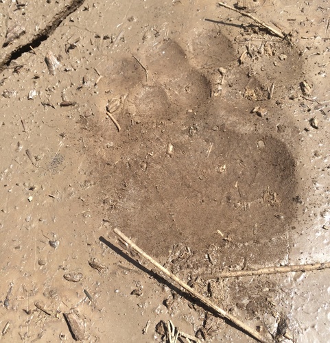 American Black Bear photographed in Idaho