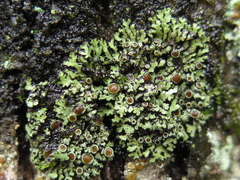Phaeophyscia hirtella