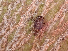Scopodes
