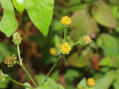 Bidens pilosa pilosa