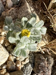 Eriophyllum wallacei