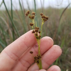 Rhynchospora microcarpa