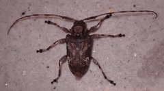 Lagocheirus araneiformis