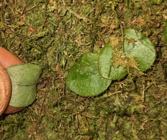 Marcgravia rectiflora