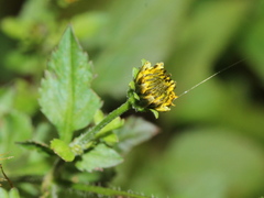 Bidens pilosa pilosa
