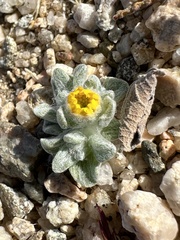 Eriophyllum wallacei