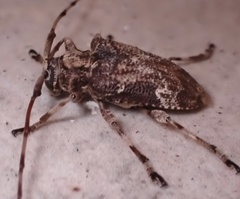 Lagocheirus araneiformis