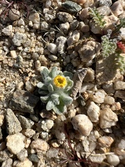 Eriophyllum wallacei
