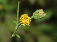 Bidens pilosa pilosa