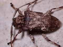 Lagocheirus araneiformis