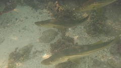 Centropomus undecimalis