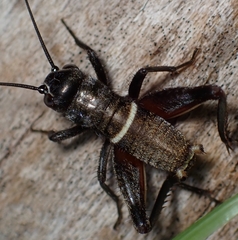 Teleogryllus emma
