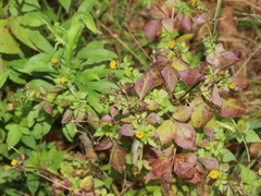 Bidens pilosa pilosa