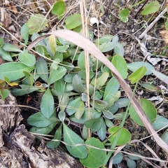 Erigeron quercifolius