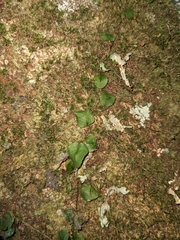 Marcgravia rectiflora