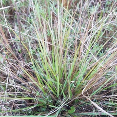 Eragrostis elliottii