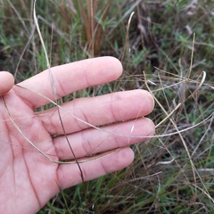 Eragrostis elliottii