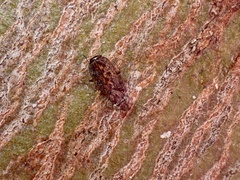 Scopodes