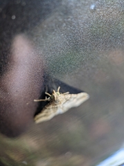 Heterogramma circumflexalis