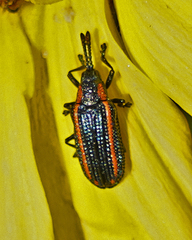 Microrhopala rubrolineata