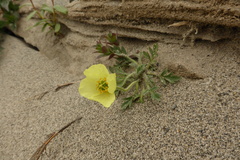 Papaver radicatum