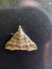 Heterogramma circumflexalis