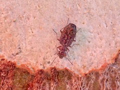 Scopodes