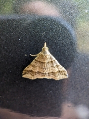 Heterogramma circumflexalis