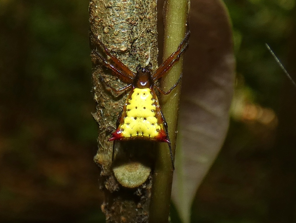 orb weavers