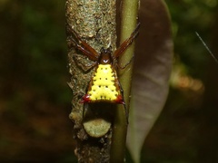 Micrathena duodecimspinosa