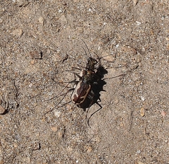 Neocicindela latecincta