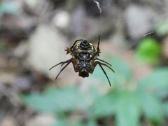 Micrathena duodecimspinosa
