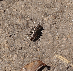 Neocicindela latecincta
