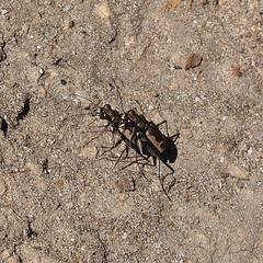 Neocicindela latecincta