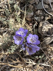 Phacelia distans