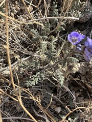 Phacelia distans