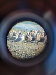 Larus californicus