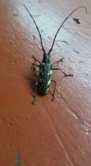 Neoptychodes cretatus