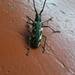 Hammatoderus thiodes - Photo (c) brantport14, some rights reserved (CC BY-NC), uploaded by brantport14