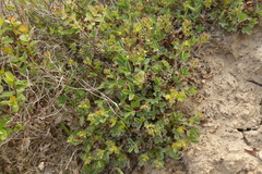 Sibbaldia procumbens