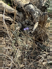 Phacelia distans