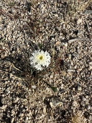 Chaenactis fremontii