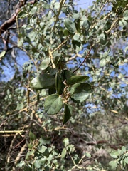 Ceanothus leucodermis